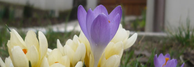 Realizace zahrad Crocus sativus